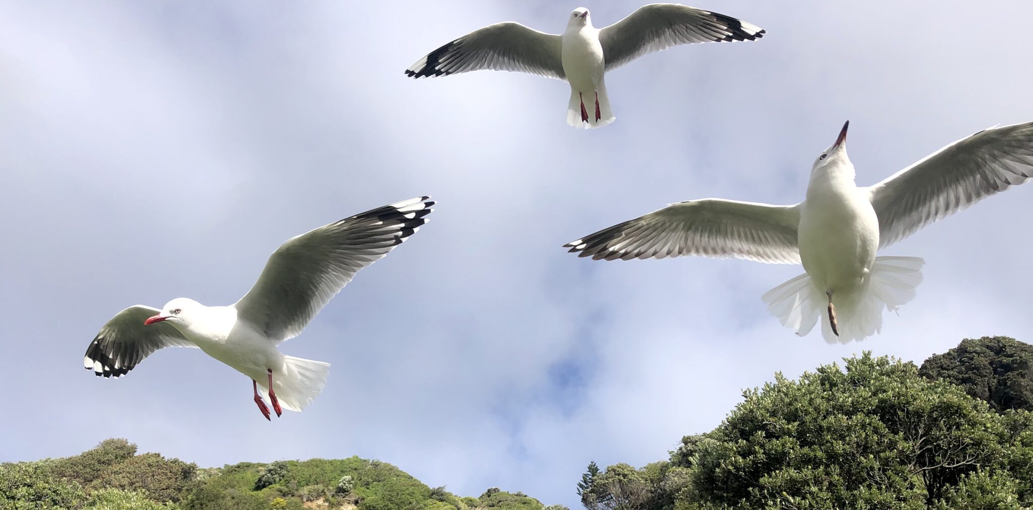 Seagulls soaring